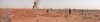 Adra niger 1